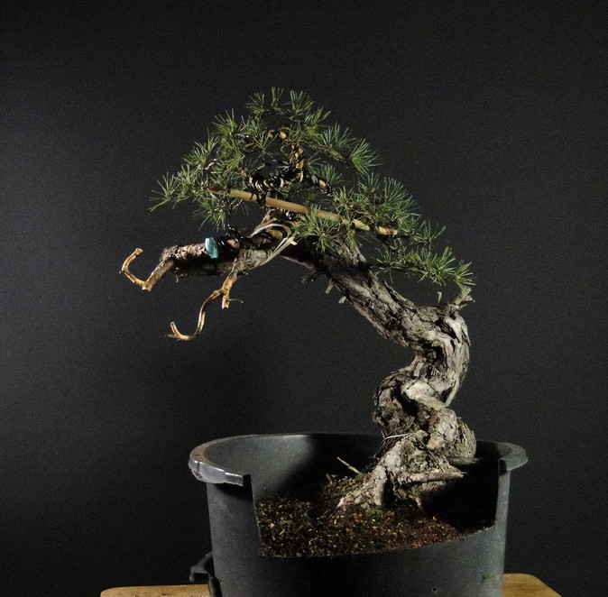 Pinus sylvestris - Yamadori with one branch (First Amendment) - owner Mirek Š. Tlu_2110