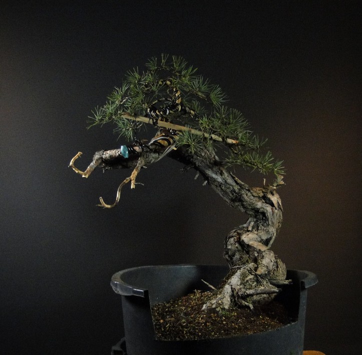 Pinus sylvestris - Yamadori with one branch (First Amendment) - owner Mirek Š. Tlu_2210