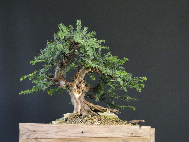 Taxus baccata -" Yamadori in stone" (owner M.Škrabal) - styling Tm_310