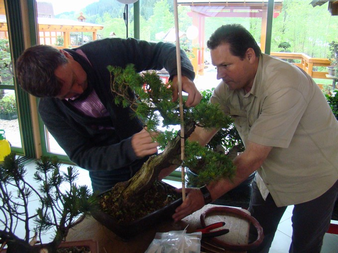 Tony began, we continue - Pinus parviflora (owner M.Škrabal) Top_210
