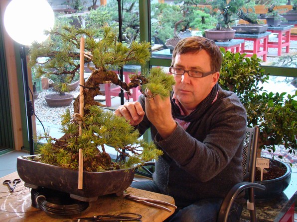 Tony began, we continue - Pinus parviflora (owner M.Škrabal) Top_2610