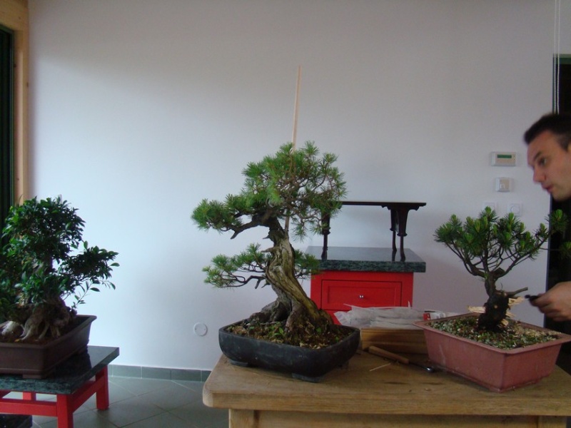 Tony began, we continue - Pinus parviflora (owner M.Škrabal) Top_310