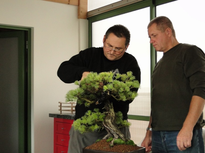 Tony began, we continue - Pinus parviflora (owner M.Škrabal) Top_4210