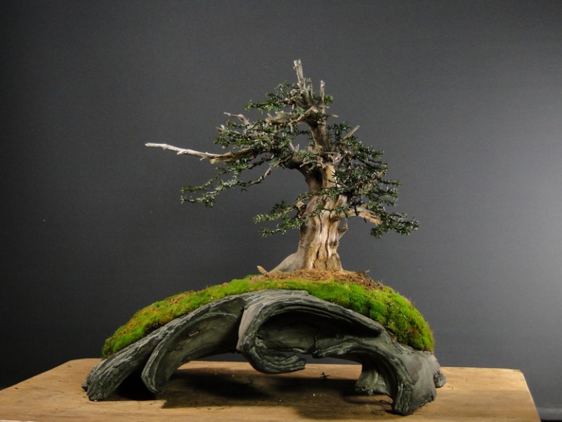 Yamadori  Yew  - first styling 2012 (oowner M.Škrabal) Tpr_1110