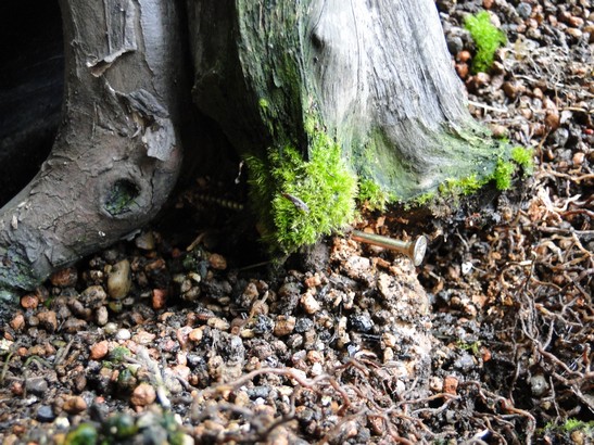 Taxus baccata yamadori - old deadwood - repair of trunk Yw-20-10