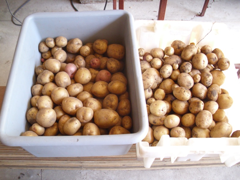 potato harvest..and Hpim0615