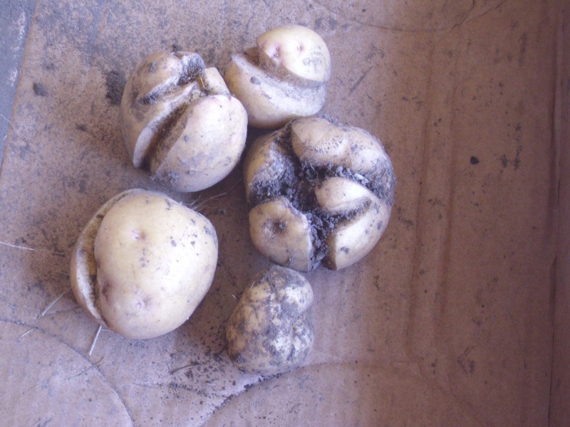 potato harvest..and Hpim0616
