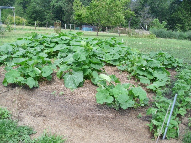 squash and pumpkin patches oh my ! Hpim0717