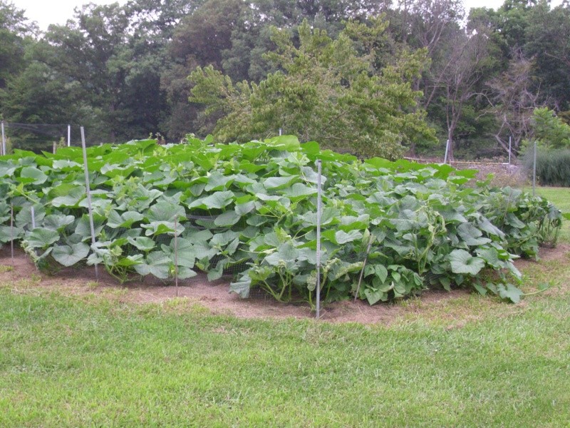 squash and pumpkin patches oh my ! Hpim0718