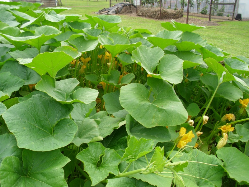 squash and pumpkin patches oh my ! Hpim0720