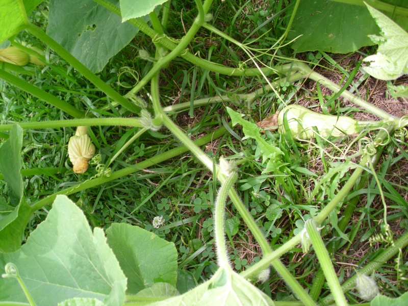 squash and pumpkin patches oh my ! Hpim0721