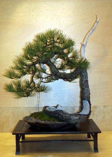 Ponderosa Pines... can they really make good bonsai? 123