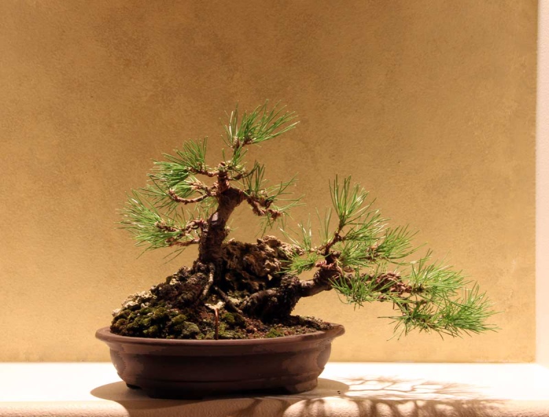 Japanese Black Pine Over Rock - need Pot Ideas 2011_014