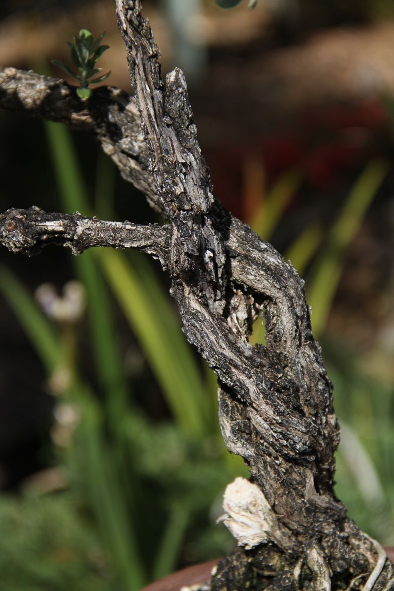 Uncommon Bonsai Species - Texas Sage 316