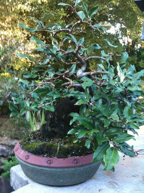 A Year in the Life of an Elaeagnus  Silverberry  Elaeag10