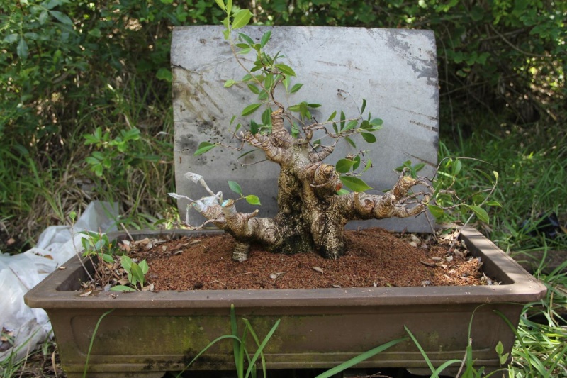 Sending another large ficus Microcarpa on its way Ficsu_10