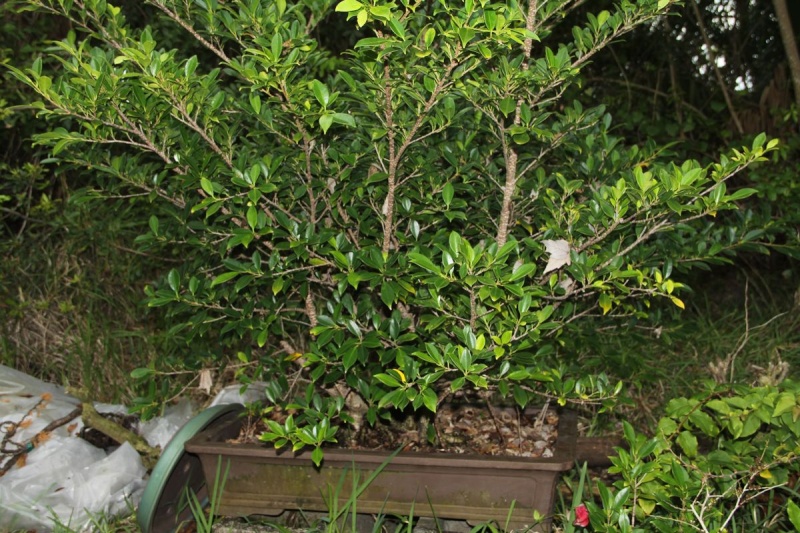 Sending another large ficus Microcarpa on its way Ficus_13