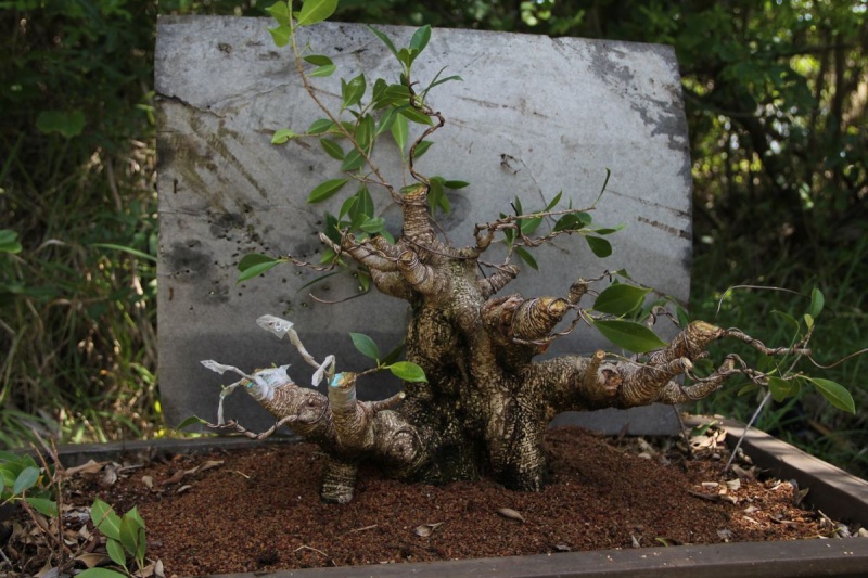 Sending another large ficus Microcarpa on its way Ficus_19