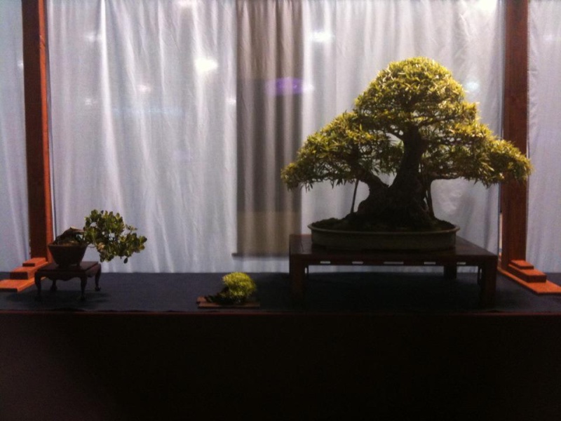 3rd US National Bonsai Exhibition in Rochester NY Ficus_20