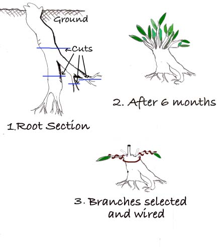 Sumo Shohin Willow Leaf Ficus Histor10