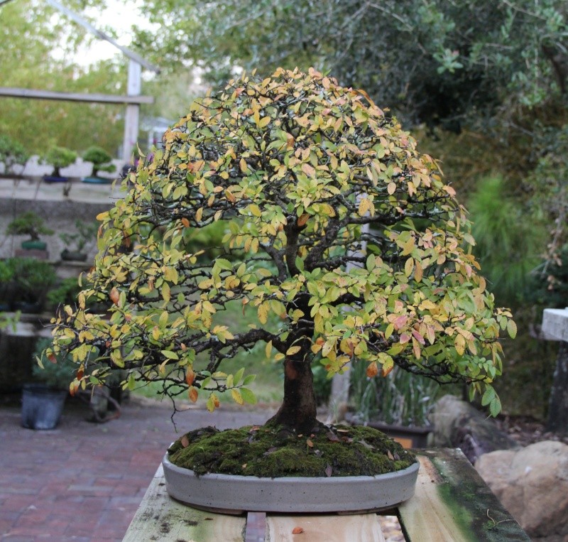 Rare Fall Color Img_1518