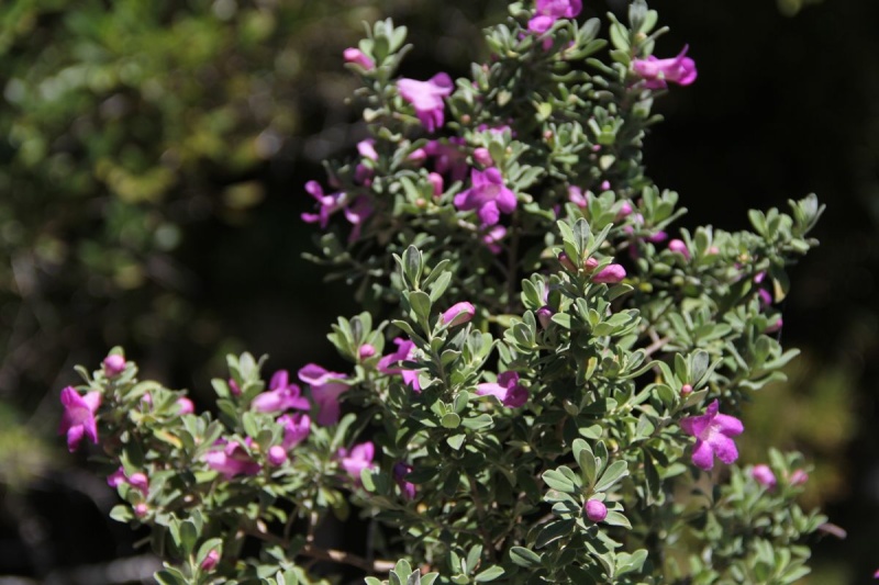 Uncommon Bonsai Species - Texas Sage Lots_o10