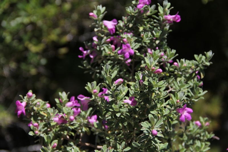 Uncommon Bonsai Species - Texas Sage - Page 2 Lots_o10