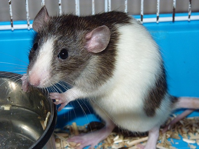 Urgent : 15 rats dans les Landes sont à replacer - Page 13 P1290416