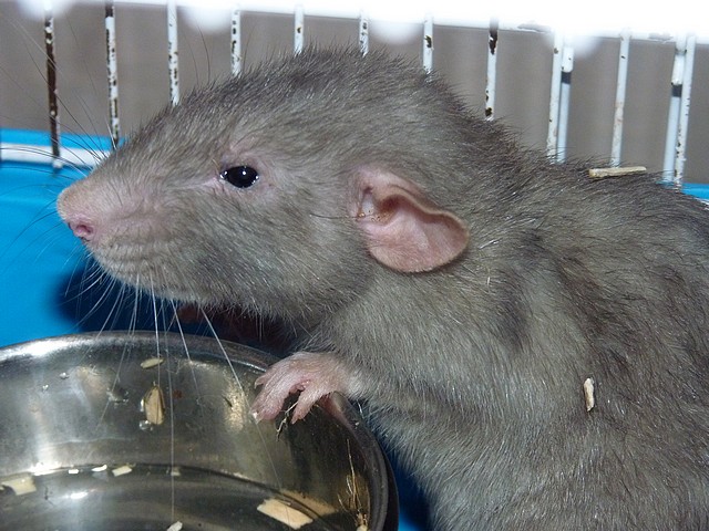 Landes - Urgent : 15 rats dans les Landes sont à replacer - Page 13 P1290417