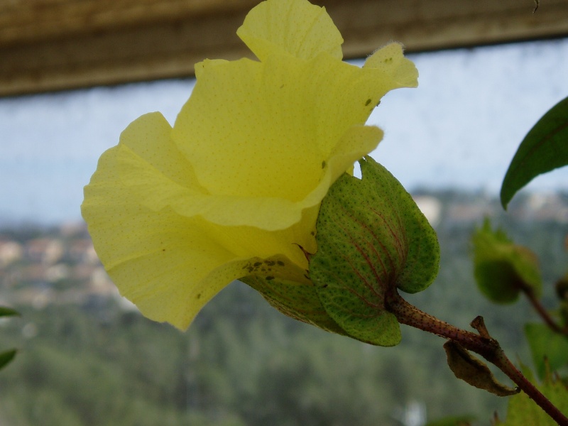 gossypium herbaceum P4220111