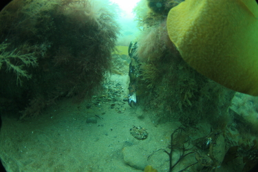 Treffor Pier Img_0412