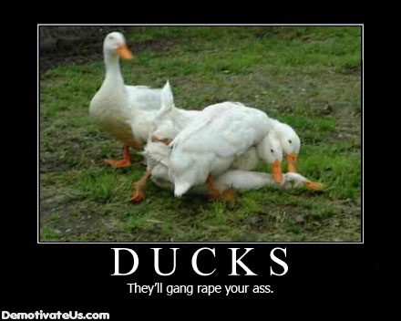Funny (de)motivational posters and funny pics - Page 3 Ducks-10