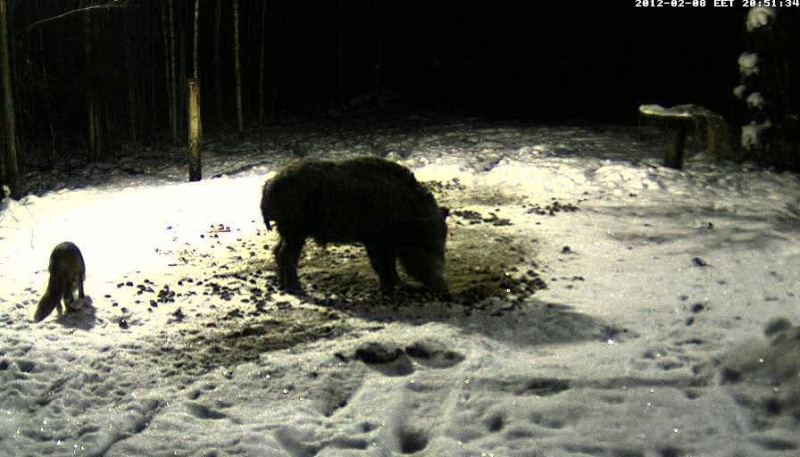  ESTONIAN WILD PIG CAM 2011 -2012 Vlcsn129