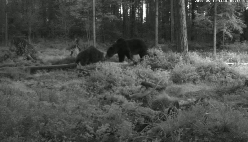 Alutaguse Bear webcam 2012 - Page 3 Vlcsn182