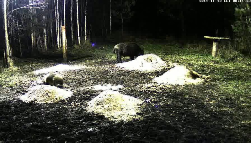  ESTONIAN WILD PIG CAM 2011 -2012 - Page 3 Vlcsna25