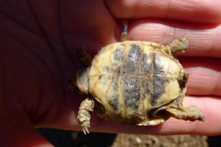 2 bébés tortues à la maison Cricri14