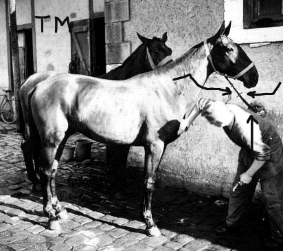 Cavalerie allemande de 1940 : la longe en chaîne. Longec11