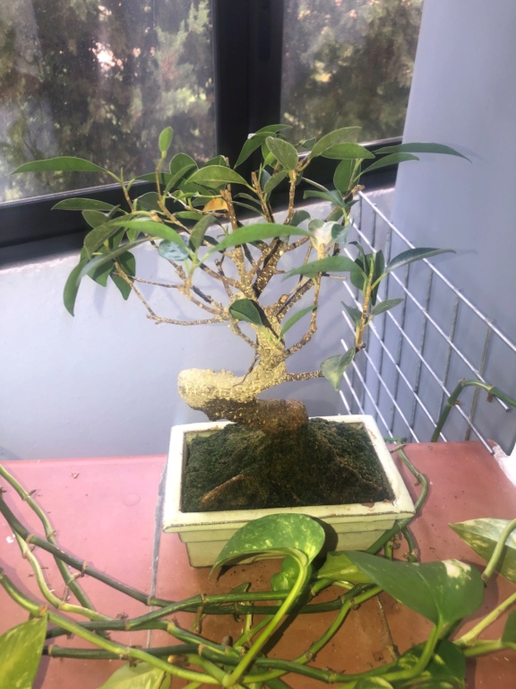 Bonsai Ficus Retusa Ficus_10