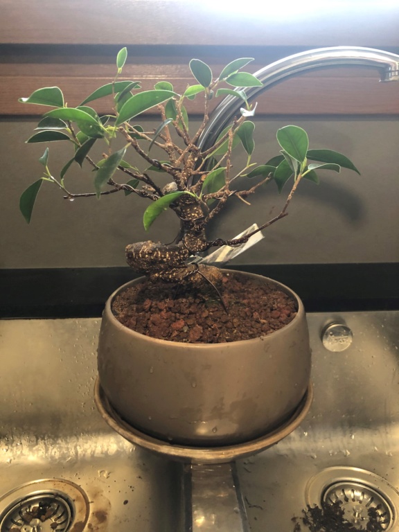 Bonsai Ficus Retusa Img_0011