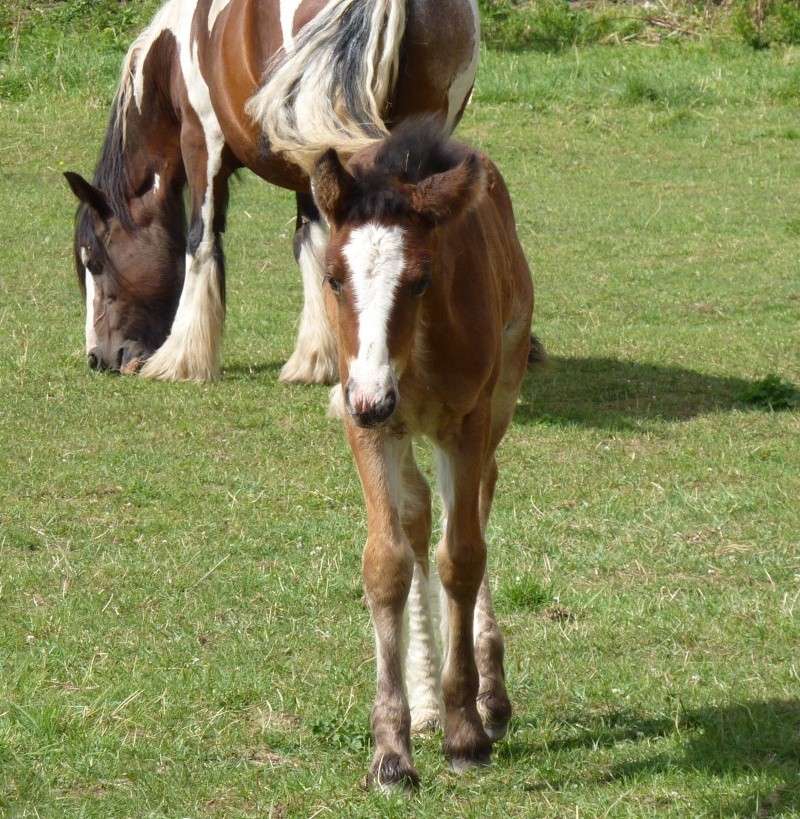 11 - 69 IC... Baya du Majestic ( Régina X Altaïr ) 1510