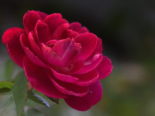 Dernière rose de John Cabot Img_1913