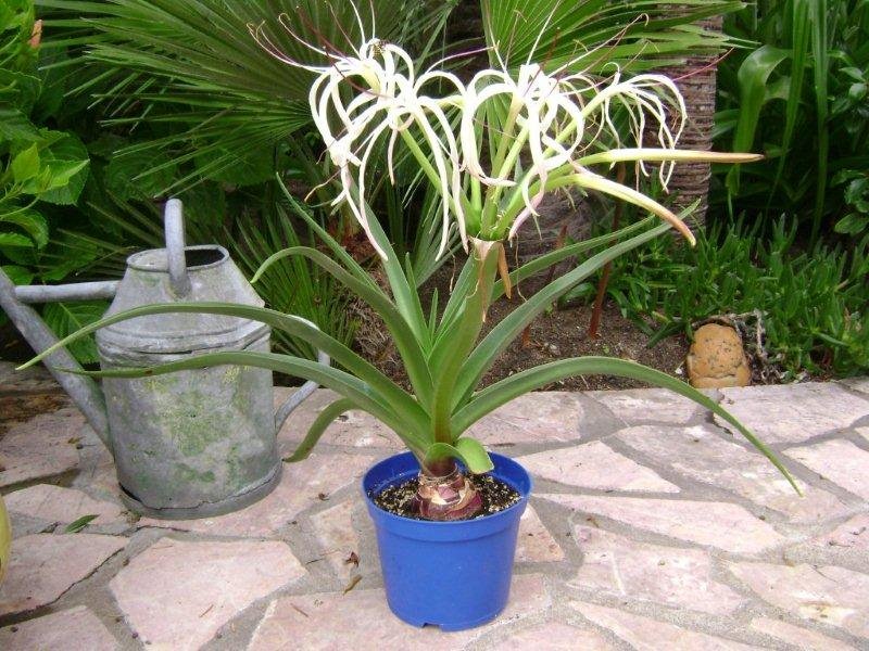 Floraison d'un Crinum mauritianum (île Maurice ) 001_cr12