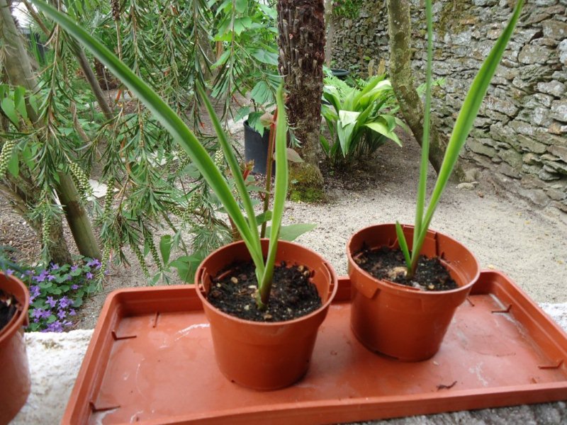 Floraison d'un Crinum mauritianum (île Maurice ) Dsc00611