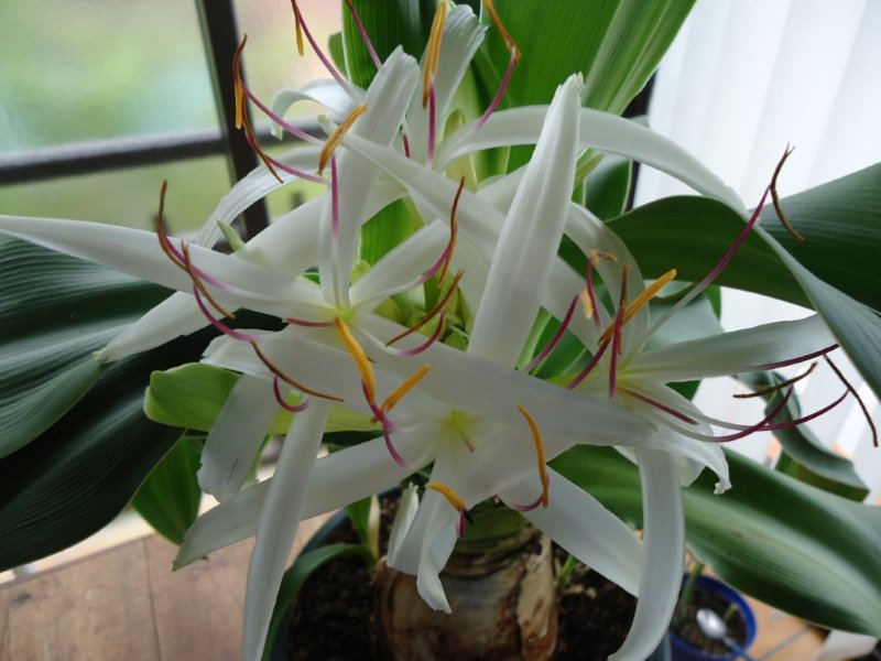 Crinum rare en culture (asiaticum var.japonicum) - Page 2 Dsc00717