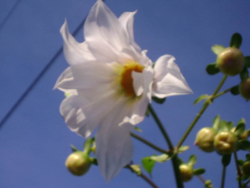 Floraison des Dahlias arborea imperialis "rosea" & "alba" Dsc03413