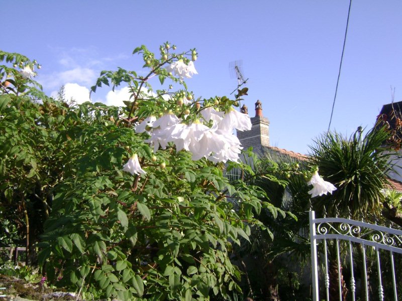 Floraison des Dahlias arborea imperialis "rosea" & "alba" Dsc03421