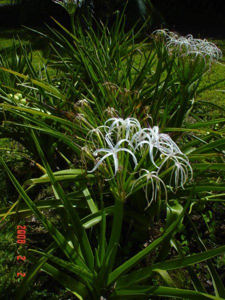 Floraison d'un Crinum mauritianum (île Maurice ) Dsc04018