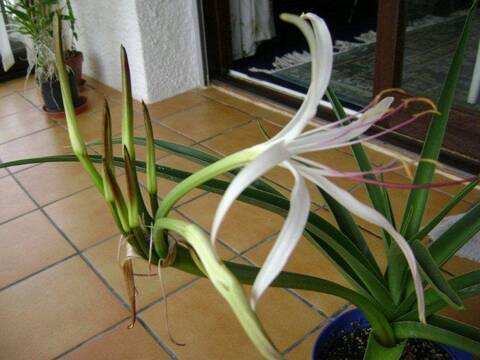 NEUF Crinum Lily Pat-a-Cake petit-taille Ampoule RARE 