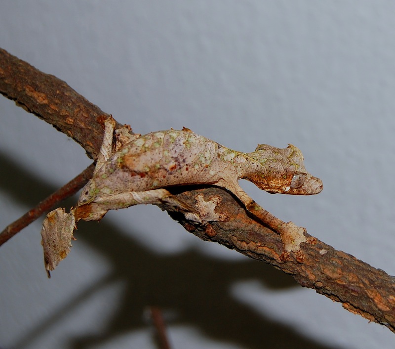 Uroplatus Phantasticus Dsc_0410