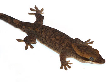 Rhacodactylus Sarasinorum. Rhacod10